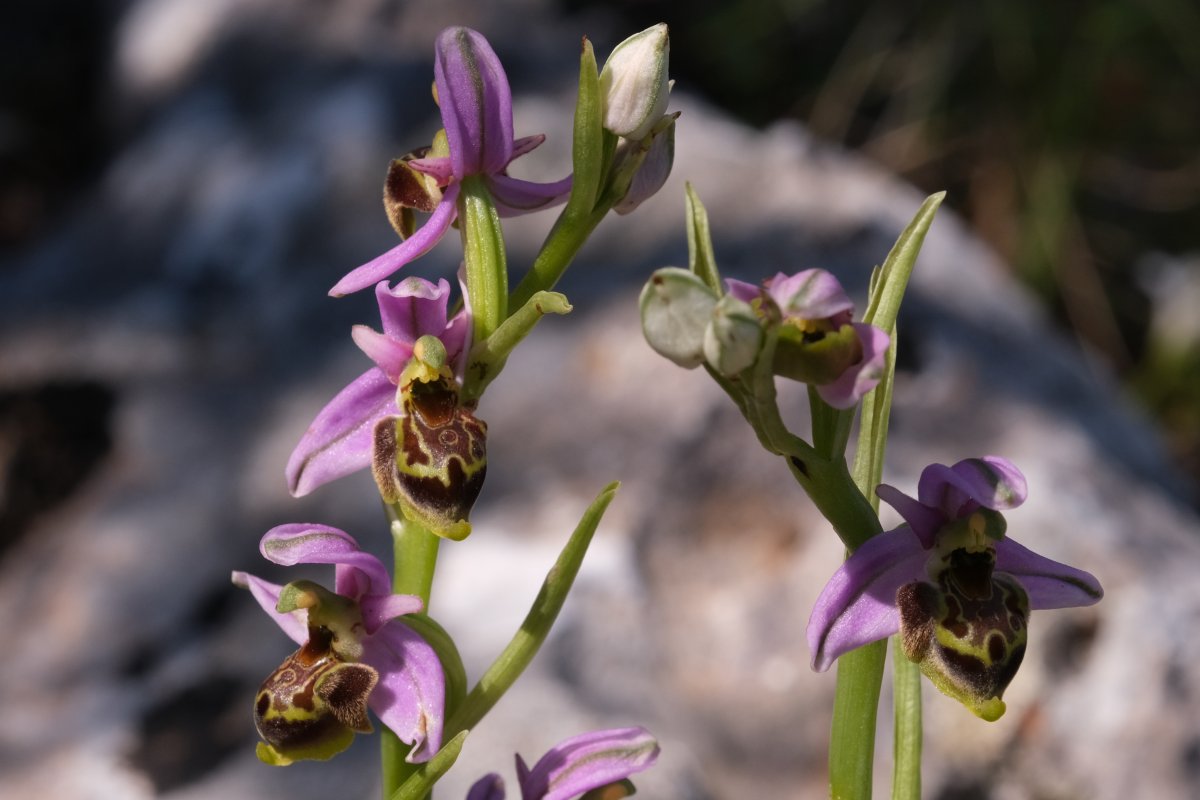 Ultime orchidee per quest''anno - Dalla Grecia con passione